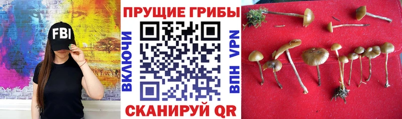 Псилоцибиновые грибы мухоморы  наркота  Нальчик 